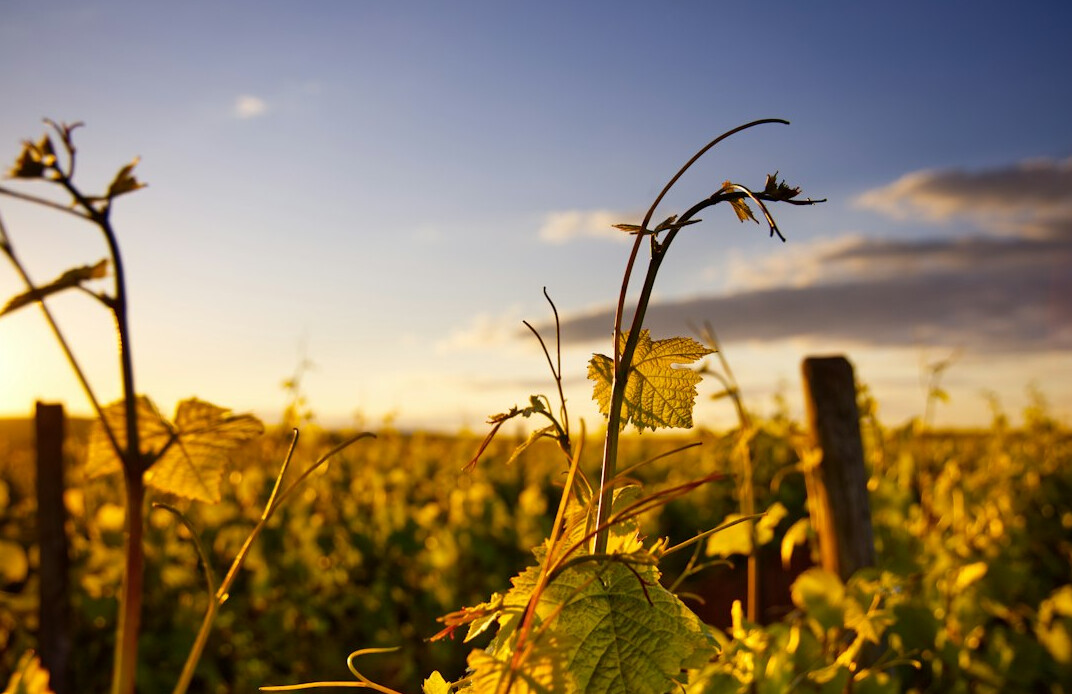 polish vineyard landscape