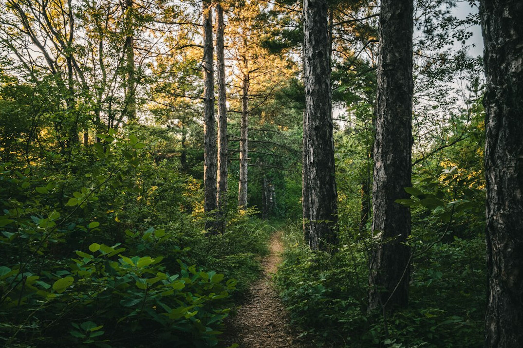 Sunlight through tall trees in an old forest path